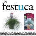 �ե������奫������ƥ󥹥֥롼��festuca glauca intense blue
