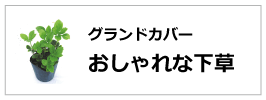 下草　グランドカバー