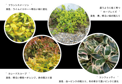 アベリア 植木組合 アベリア 植木組合