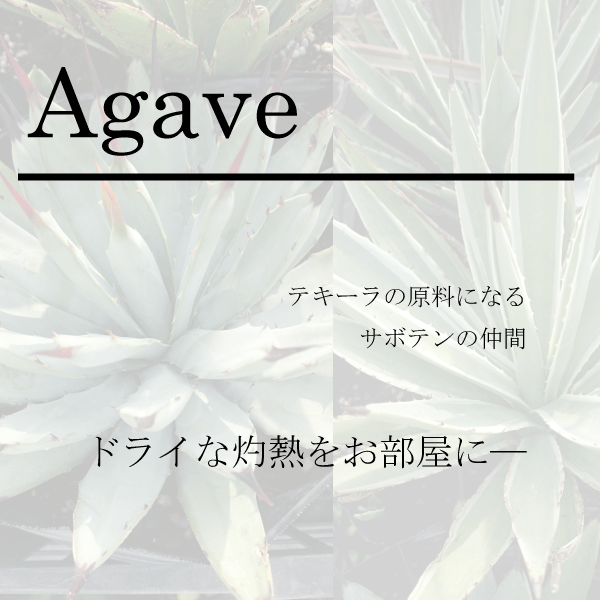 アガベ
