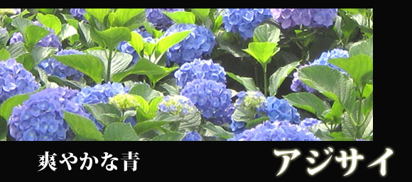 楽天市場】【現品発送814】【自然開花株】アジサイ（紫陽花