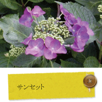アジサイ 紫陽花 苗 品種物 13 5ｃｍポット入
