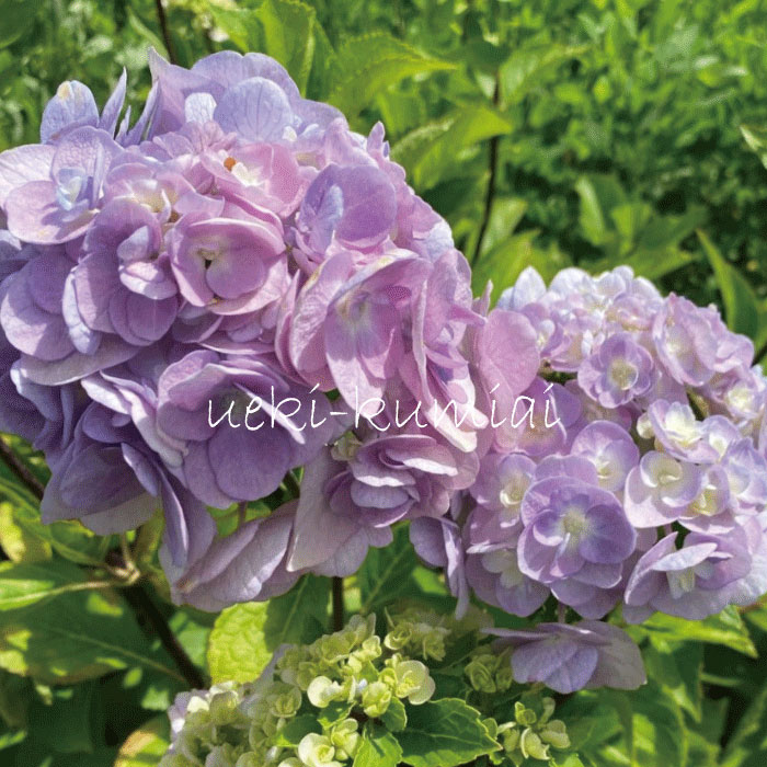 アジサイ　黒軸十二単 八重石化紫陽花（あじさい　くろじく　じゅうにひとえ せっかあじさい）