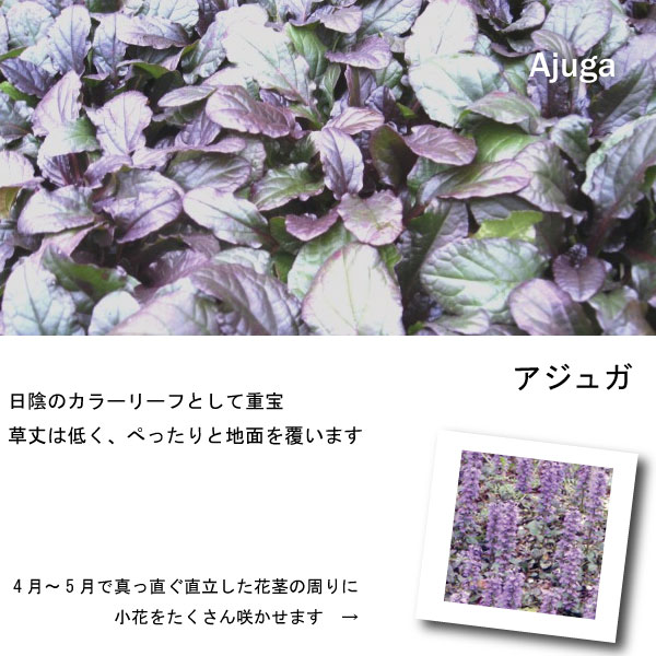 アジュガ レプタンス 苗 【5個セット】 人気 グランドカバー・下草