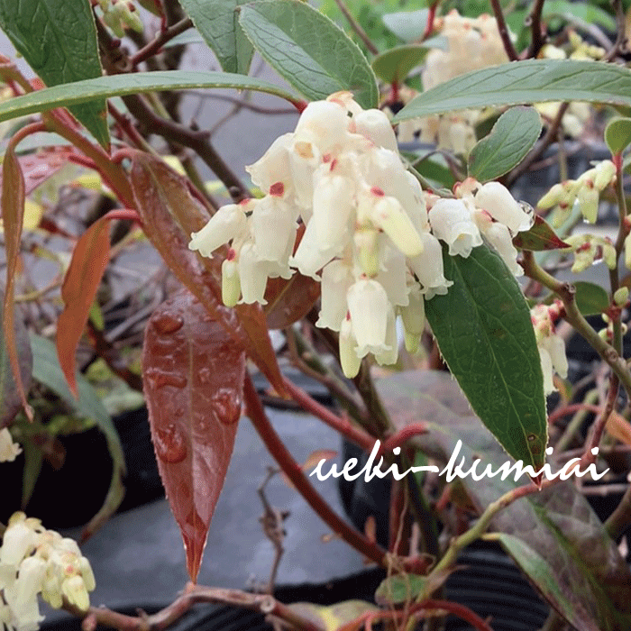 セイヨウイワナンテン （西洋岩南天） アキシラリス 苗 10.5ｃｍポット入 人気 植木 庭木 常緑低木