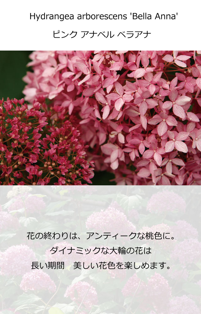 アジサイ アナベル ピンク ベラアナ