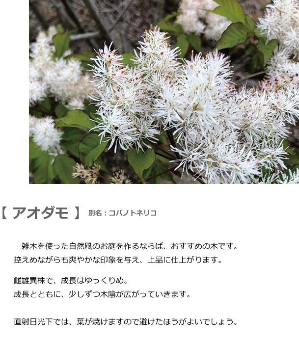 アオダモ各種 植木組合