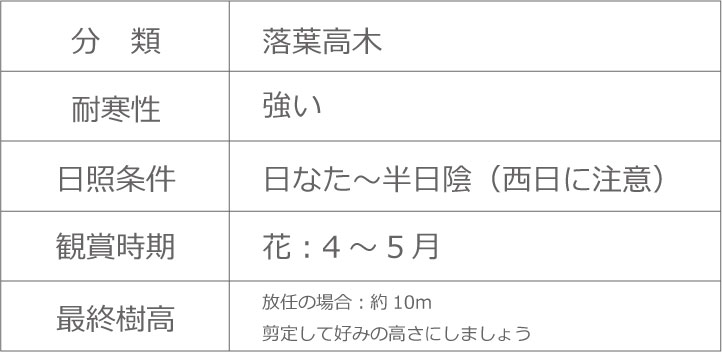 アオダモ各種 植木組合 アオダモ各種 植木組合