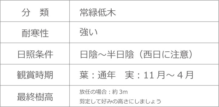 アオキ　育て方