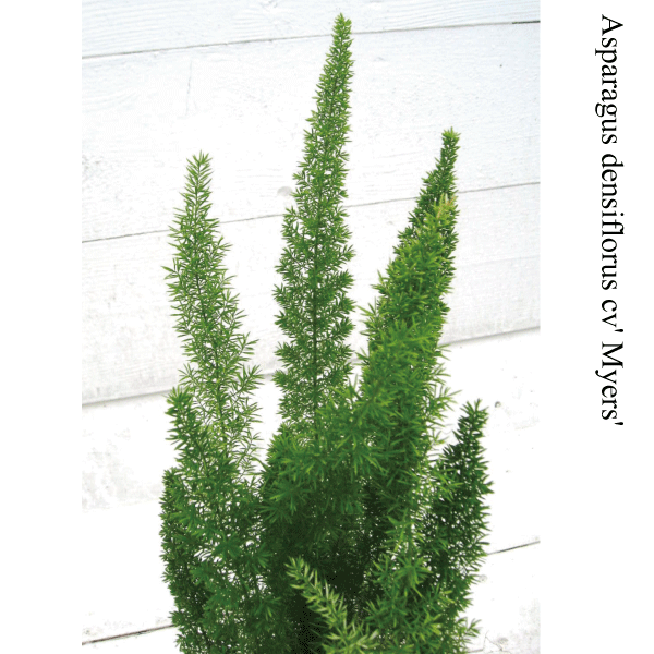 アスパラガス　メイリー　メイリ