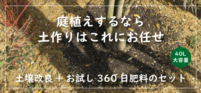 現物植木696】 ココスヤシ 高さ約 1.0m 幅約 1.0m