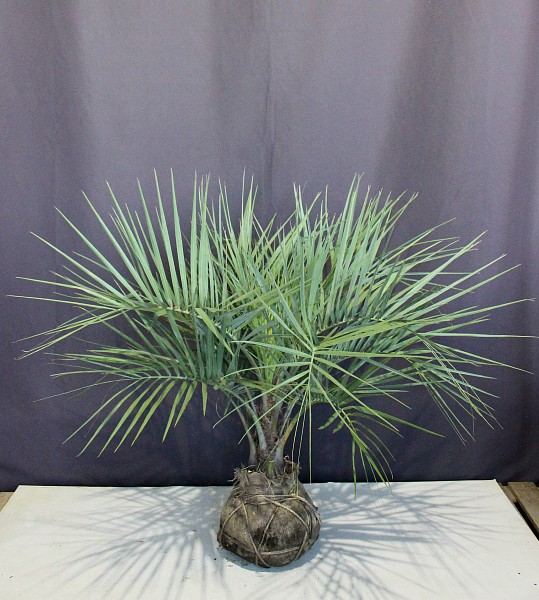 現物植木798 ココスヤシ 高さ 葉先約 1 0ｍ 幅約 1 1ｍ