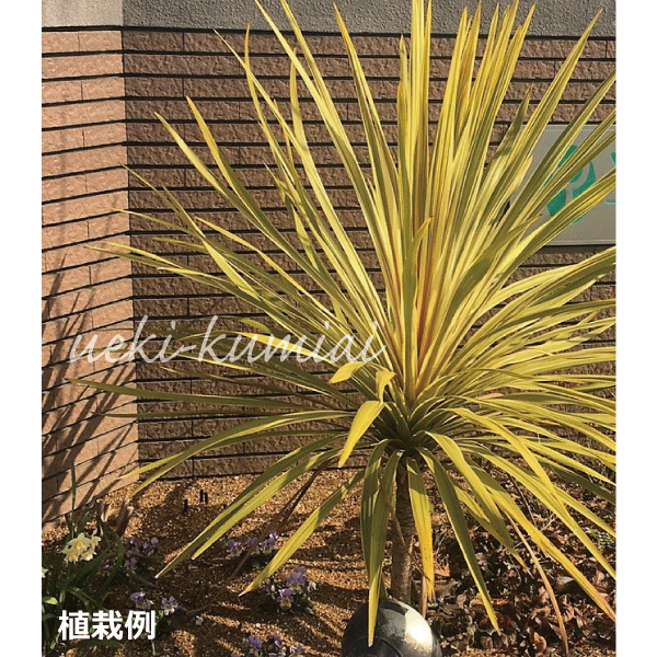 ドラセナ　コルディリーネ　トーベイダズラー　どらせら　こるでぃりーね　とーべいだずらー　葉　植木組合