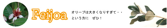 フェイジョア　常緑のシンボルツリー