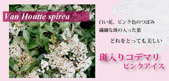 斑入りコデマリ　ピンクアイス　580バナー