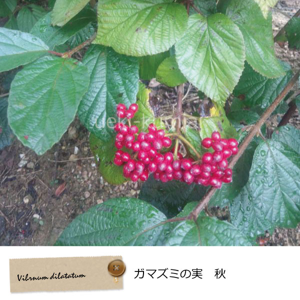 落葉　ガマズミ　実　植木組合　がまずみ