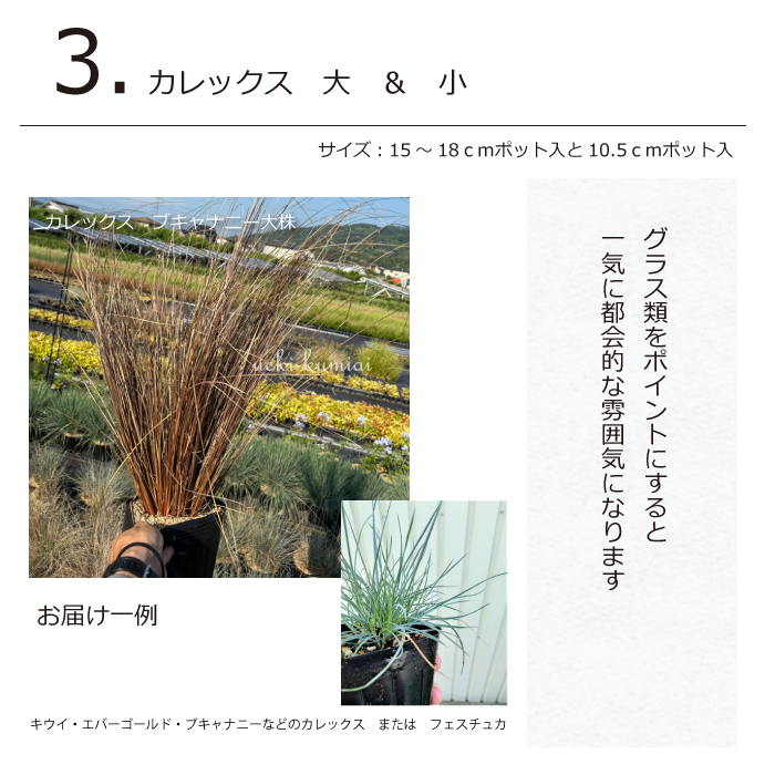 ガーデンセット　S　【カフェスタイル】【アーバン】　プロ監修　配置案・ガイド・肥料・手袋付き　植木組合オリジナル