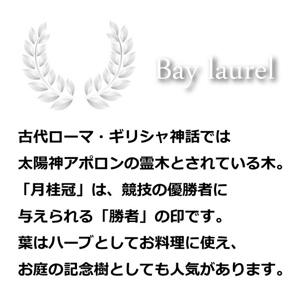 最安値に挑戦 月桂樹 ゲッケイジュ 苗木 4号 c04