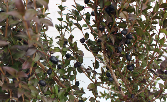 ギンバイカ　実の様子