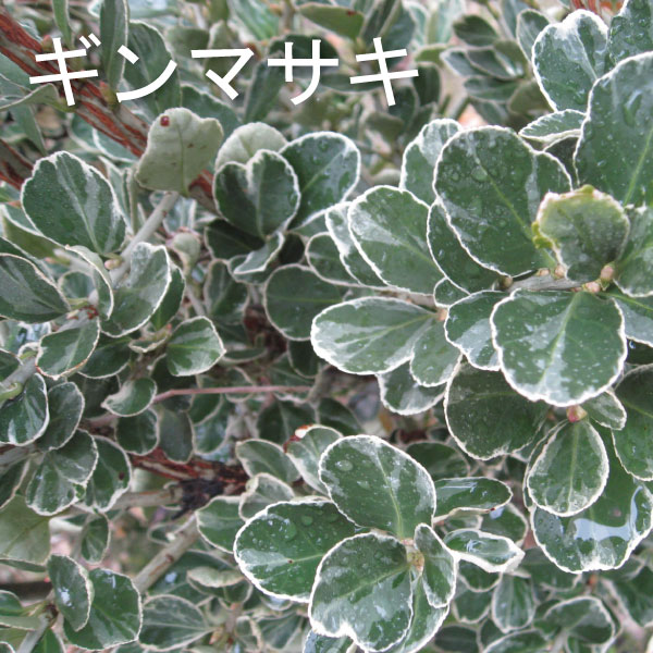 フイリマサキ　銀マサキ　ギンマサキ