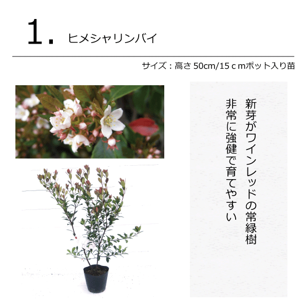 ガーデンセット　プロヴァンス　植木組合オリジナル　