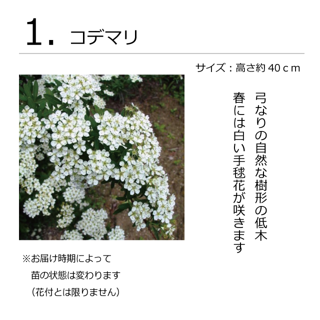 ガーデンセット　S　プレーン　植木組合