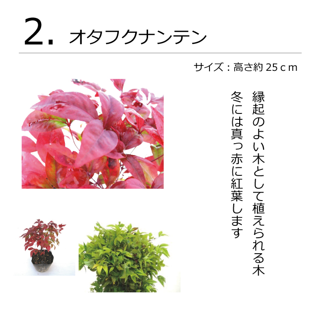ガーデンセット　S　プレーン　植木組合
