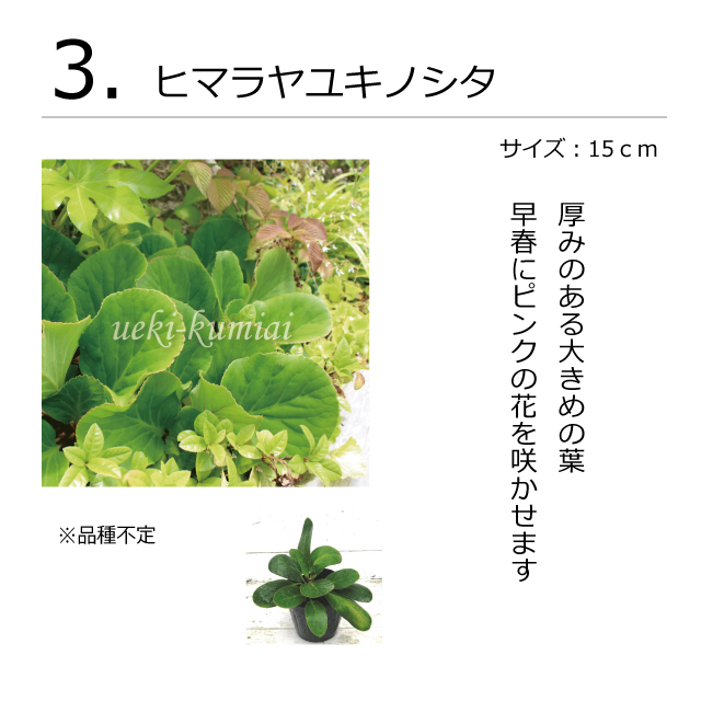 ガーデンセット　S　プレーン　植木組合
