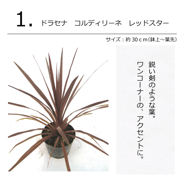 モダンガーデンセット　植木組合