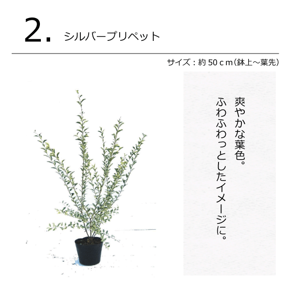モダンガーデンセット　植木組合