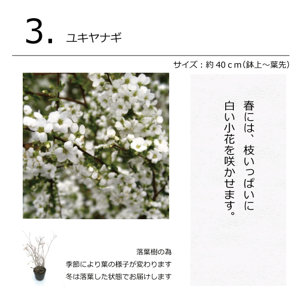 モダンガーデンセット　植木組合