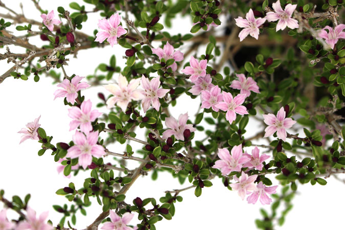 ハクチョウゲ　ピンク　花の様子