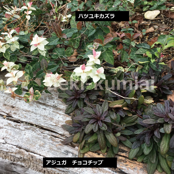 ハツユキカズラ 初雪かずら 苗 人気 グランドカバー 下草