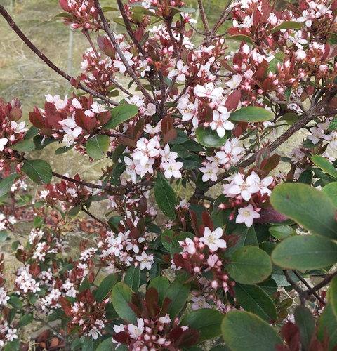 ヒメシャリンバイ　花