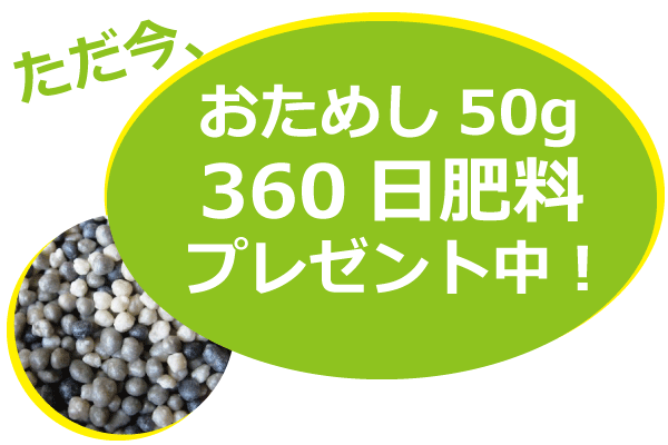 今ダケ　プレゼント　おためし　360日肥料　50g