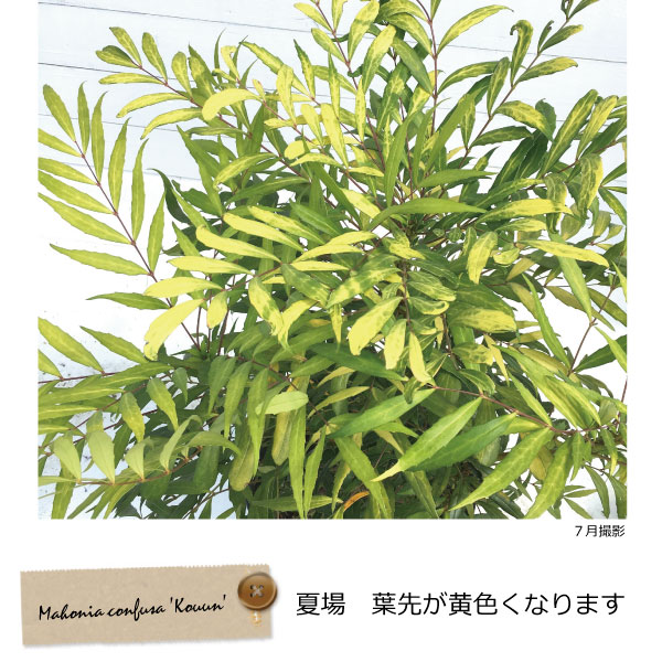 柊南天 マホニアコンフーサ 黄金葉品種 黄雲 コウウン 高さ約40 50ｃｍ