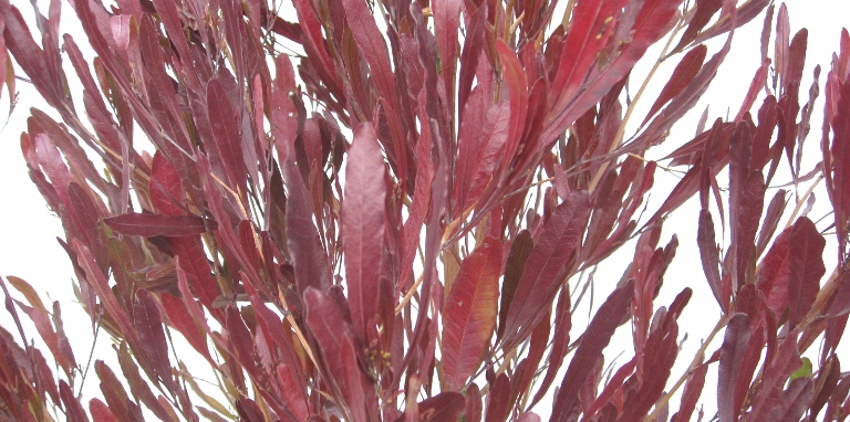 ホップブッシュ プルプレア ドドナエア 高さ約1 2ｍ