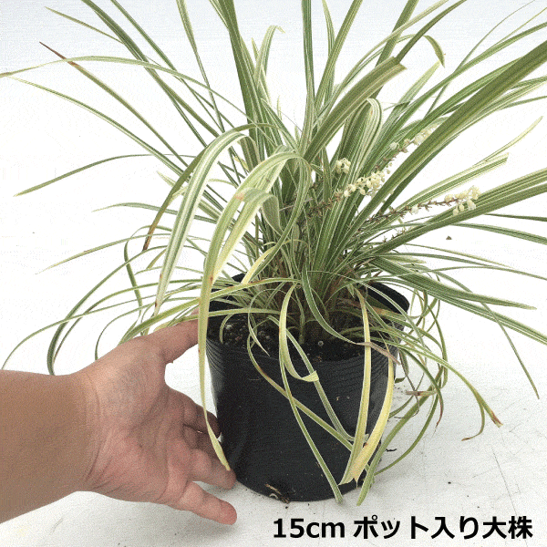 ノシラン 斑入葉 ビッタータス （大） 15cmポット入 人気
