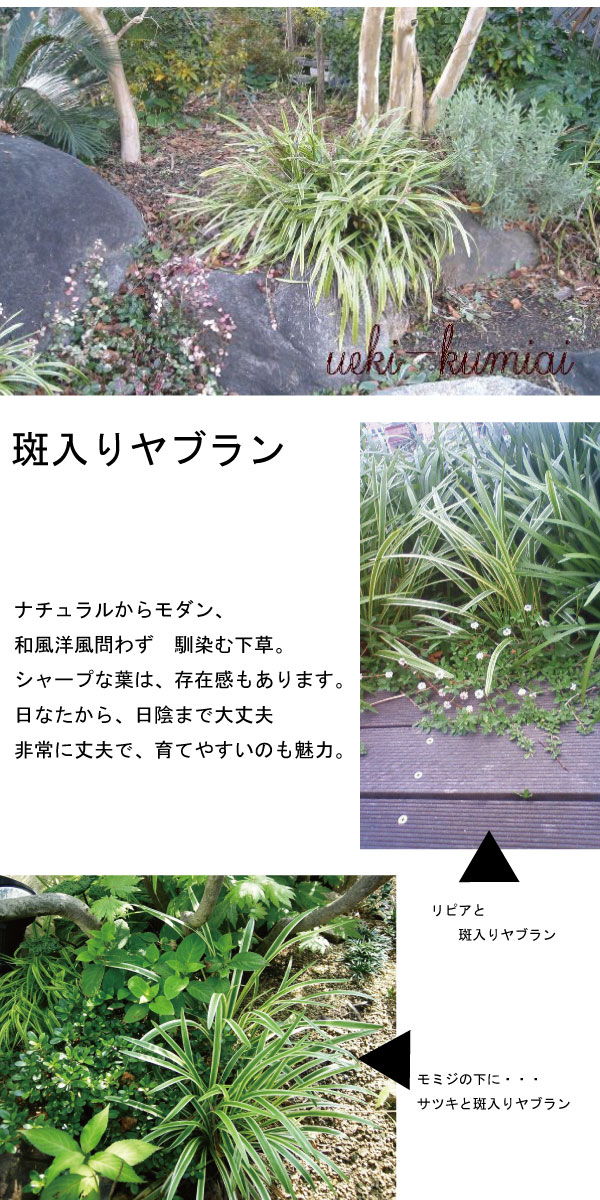 斑入りヤブラン　植栽例　