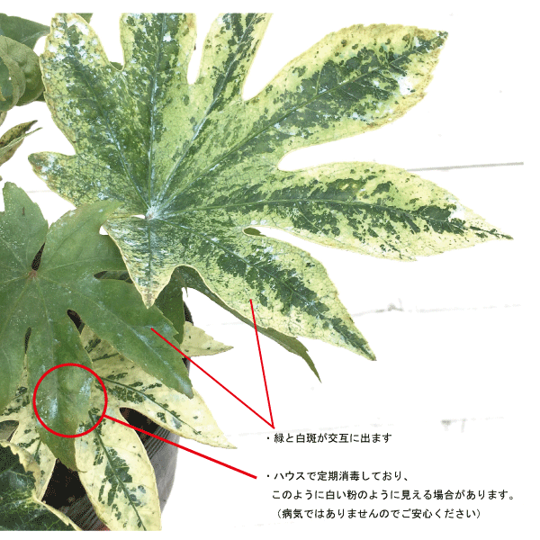 斑入り　やつで　ヤツデ　フイリ　ツムギシボリ　紬絞り