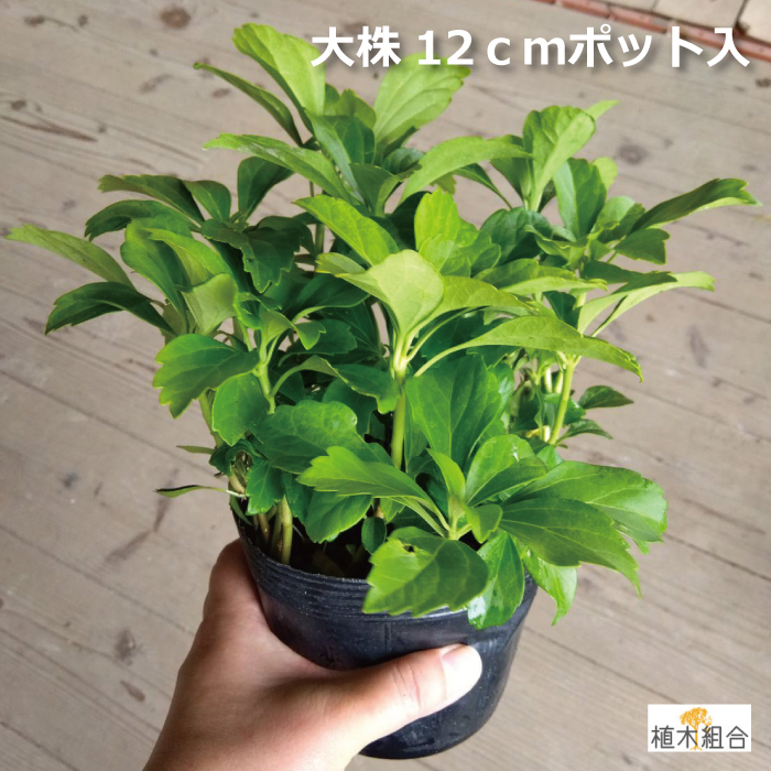 フッキソウ　ふっきそう　富貴草　大株　植木組合　グランドカバー　
