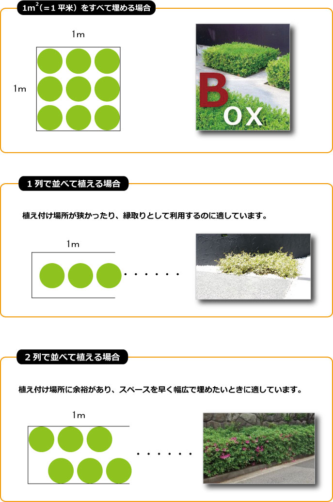 生垣植え付け2