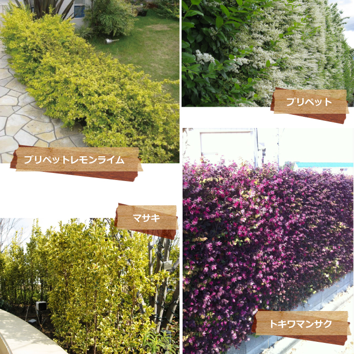生垣特集　植木組合　植栽例　目隠し　いけがき　垣根