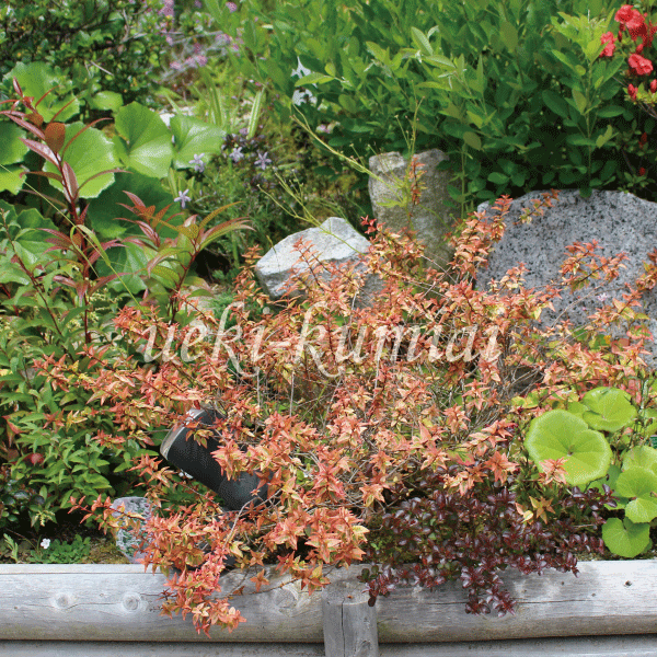 カレードスコープ つわぶき 植栽例 植木組合