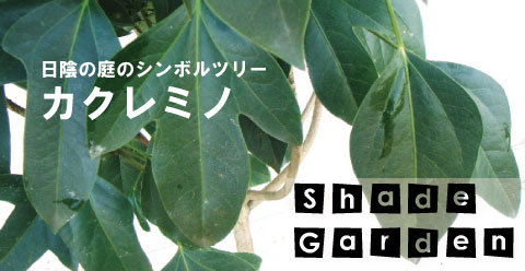 カクレミノ 株立ち