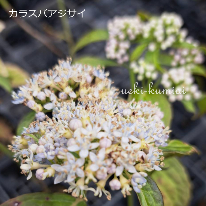 カラスバアジサイ からすばあじさい あじさい コアジサイ こあじさい 紫陽花 花 植木組合