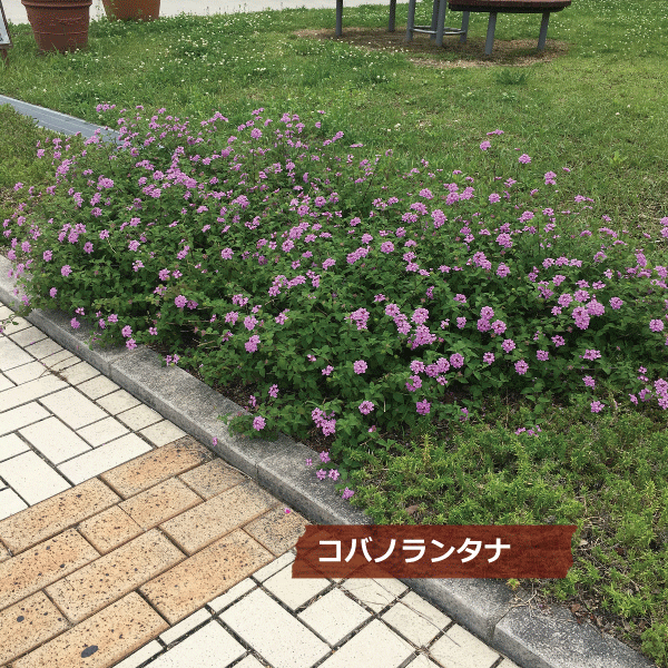 コバノランタナ ピンク 植木組合 花