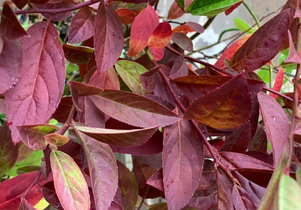 コバノズイナ 紅葉 こばのずいな 葉 植木組合