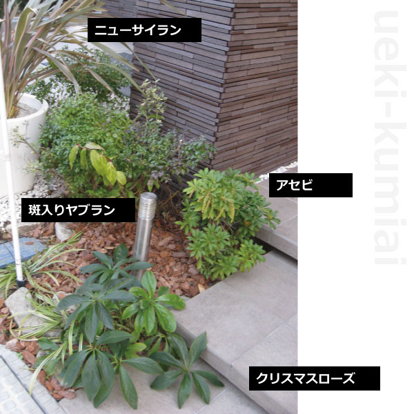 アセビ 白花 高さ30ｃｍ ５０００円税抜お買い上げで 送料無料 一部地域除く 人気 植木 庭木 常緑低木