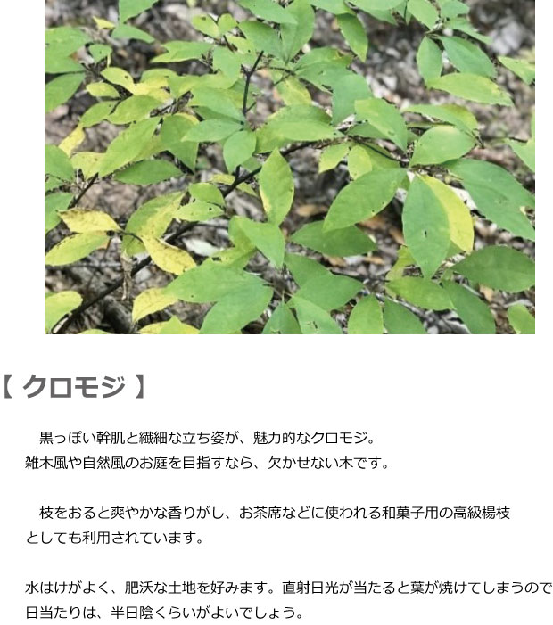 クロモジ 植木組合